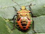 nymph