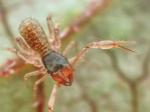 ticks, mites & pseudoscorpions