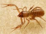 ticks, mites & pseudoscorpions