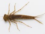 nymph