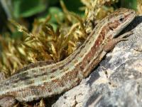 common lizard