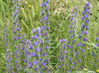 vipers bugloss