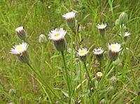 blue fleabane