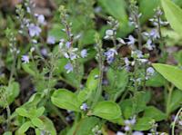 heath speedwell