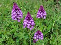 pyramidal orchid