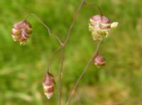 quaking grass