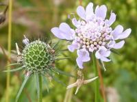 small scabious