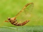 mayflies