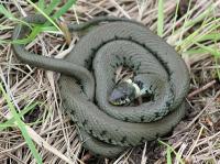 grass snake