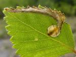 leafmine