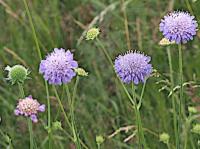 field scabious