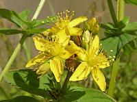 square-stalked St john's-wort