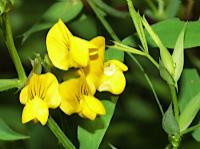meadow vetchling