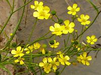 lesser spearwort