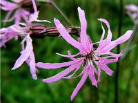ragged robin