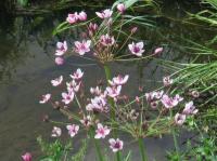 flowering rush