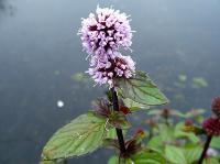 water mint