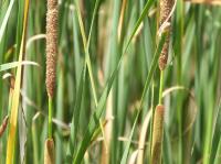 lesser bulrush