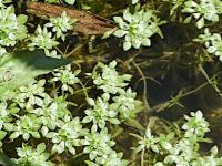 water starwort