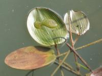 broad-leaved pondweed