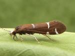 caddisflies