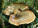 Fungi