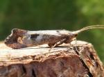 caddisflies