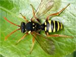 bee