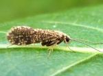 caddisflies
