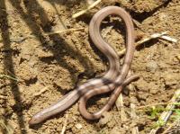 slow-worm