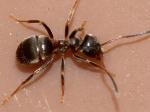 ant