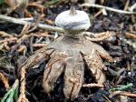 Fungi