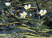 water crowfoot