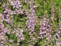 heather