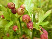 bilberry