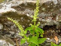wood sage