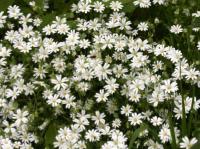 greater stitchwort