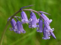 bluebell