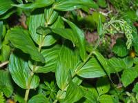 broad-leaved helleborine