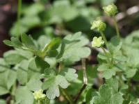 moschatel