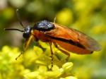 sawfly