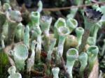 lichens