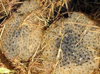 Frog (spawn/tadpoles)