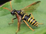 sawfly