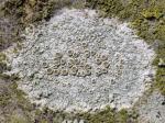 lichens
