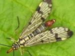 lacewings & scorpionflies