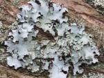 lichens