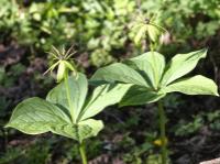 herb paris