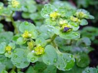 opposite-leaved golden saxifrage