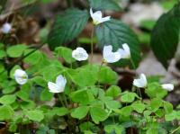 wood sorrel